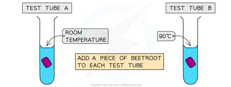 save my exams beetroot practical